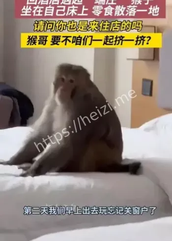 丽江酒店猴子